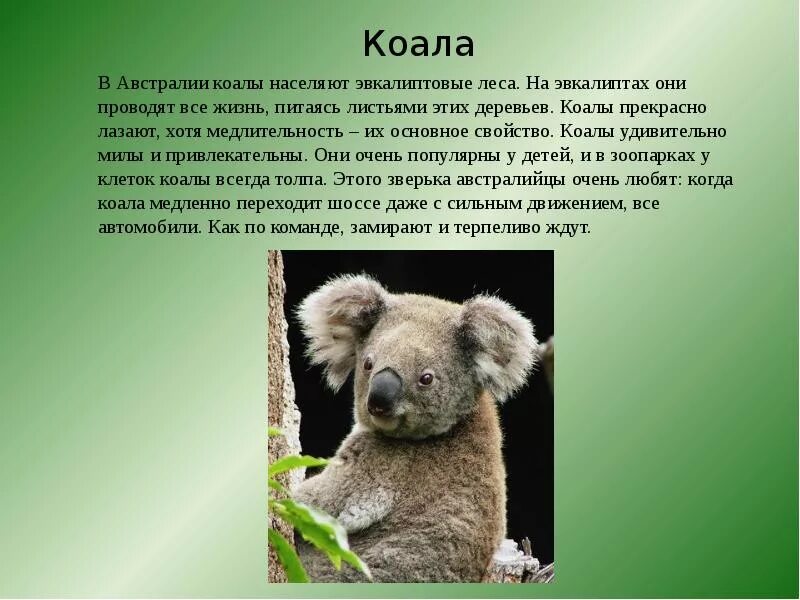 Коала кратко. Животные Австралии коала. Коала описание. Коала информация для детей. Коала презентация.