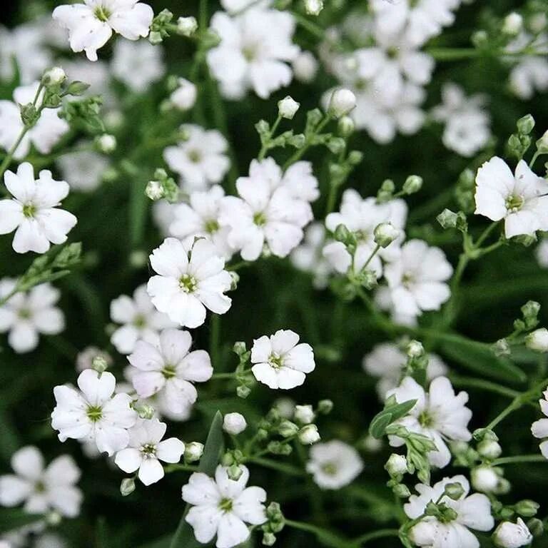 гипсофила метельчатая сухоцвет. гипсофила метельчатая pink festival. обриетта белая. гипсофила метельчатая саммер спарклз. лобелия эринус.