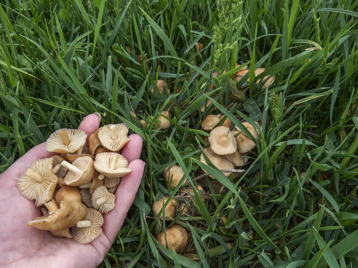 Опенок луговой (Marasmius oreades)