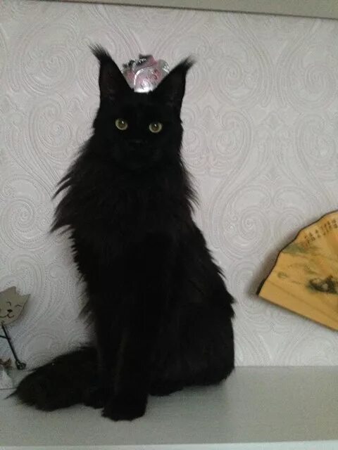 Мейн-кун солид черный 1 год. Мейн кун черный девочка. Мейн кун черный. Мейн кун черный солид кошка. Черный мейн кун девочка.