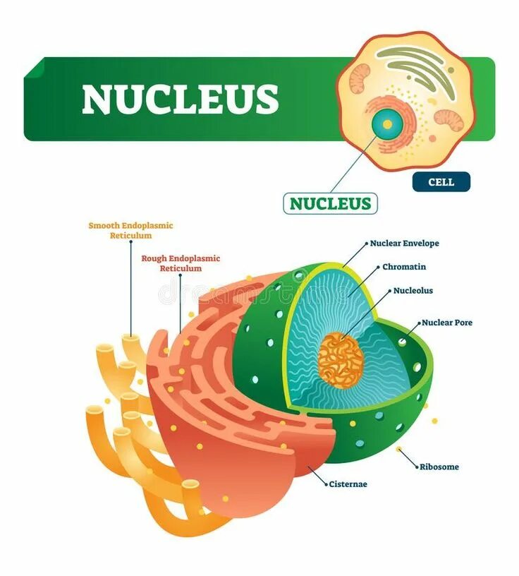 Caudate nucleus. Структура ядра эукариотической клетки. Хроматин и ядрышко. Строение ядра эукариотической клетки. Cell nucleus.