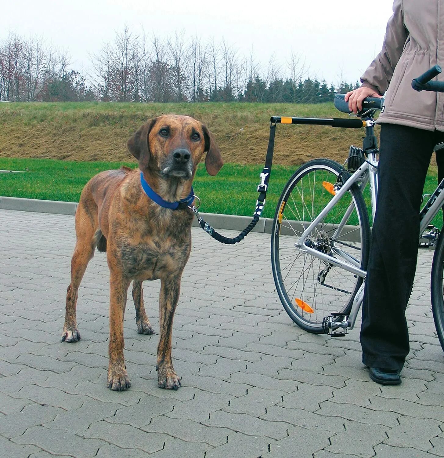 Велосипедист с собакой. Почему собаки лают на велосипедистов. Шутки про велосипедистов. Путешествие на велосипеде с собакой. Почему собаки велосипед.
