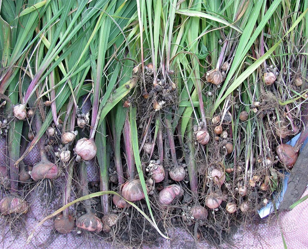 Как выращивать гладиолусы из луковиц на даче