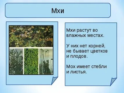 Плоды мха