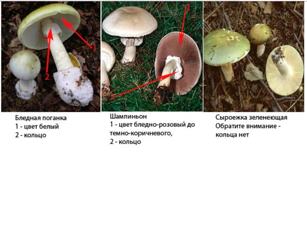 Чем отличается поганка от шампиньона. Различия бледной поганки и шампиньона. Сходство шампиньона и поганки бледные поганки. Различае бледнлй поганке с шампиньона. Ложный шампиньон бледная поганка.