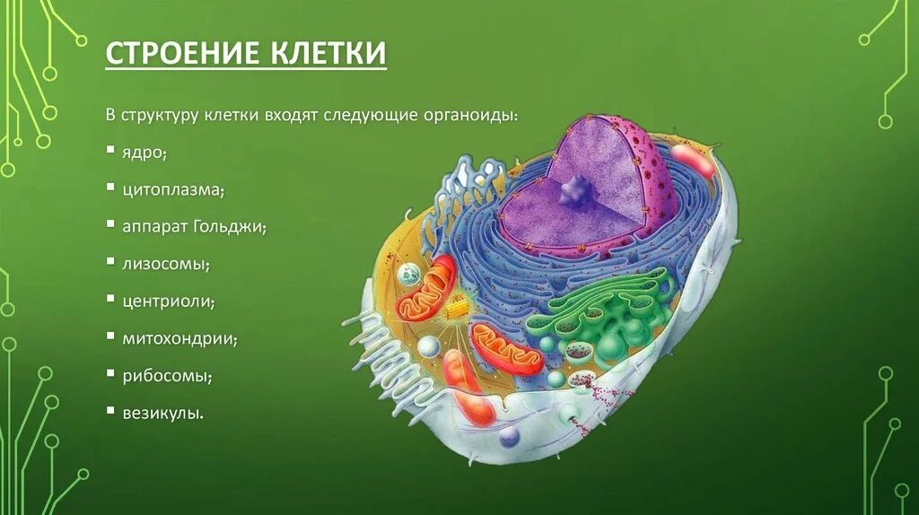 Строение и функции клетки организма человека. Клеточное строение живых организмов. клеточное строение организма анатомия. строение клетки живого организма. клеточные строение организмы живая клетка.