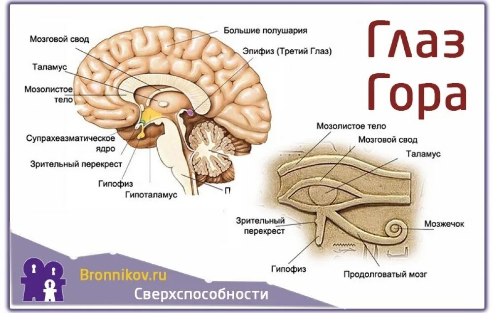 Эпифиз шишковидная железа строение. Строение мозга шишковидная железа. Гипофиз и эпифиз головного мозга. Гипофиз эпифиз таламус.