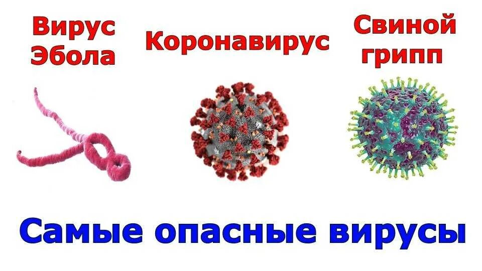 Опасные вирусы. Самые опасные вирусы человека. Какой самый опасный вирус. Самые опасные вирусы за всю историю. Опасные вирусы в мире