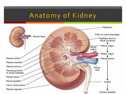 Renal почки