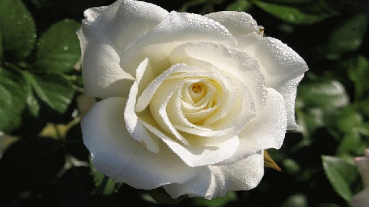 Розабел. Розабел. Розабел. Белые розы. Розабел.