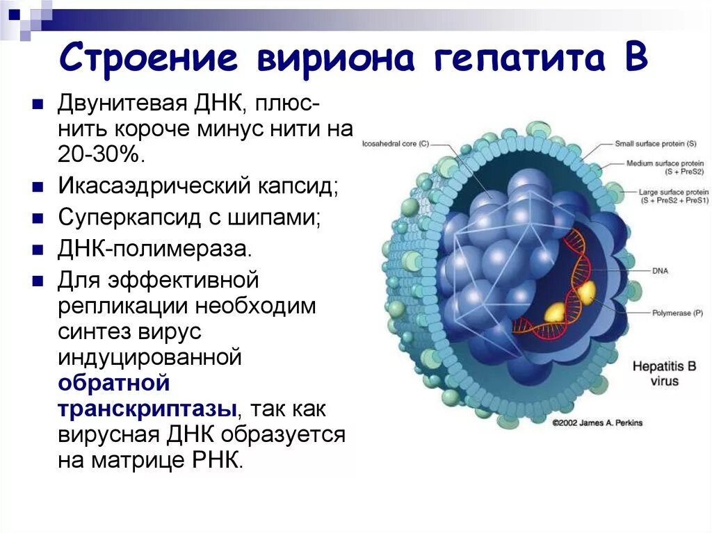 Поражаемые структуры гепатита в. Строение вируса гепатита в. Вирус гепатита b строение вириона. Вирус гепатита с строение вириона. Цикл репликации вирусаьгепатита а.