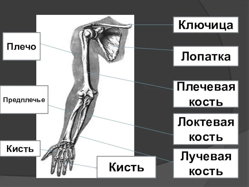 Под локтем как называется
