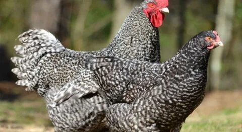 Доминант голубой куры описание
