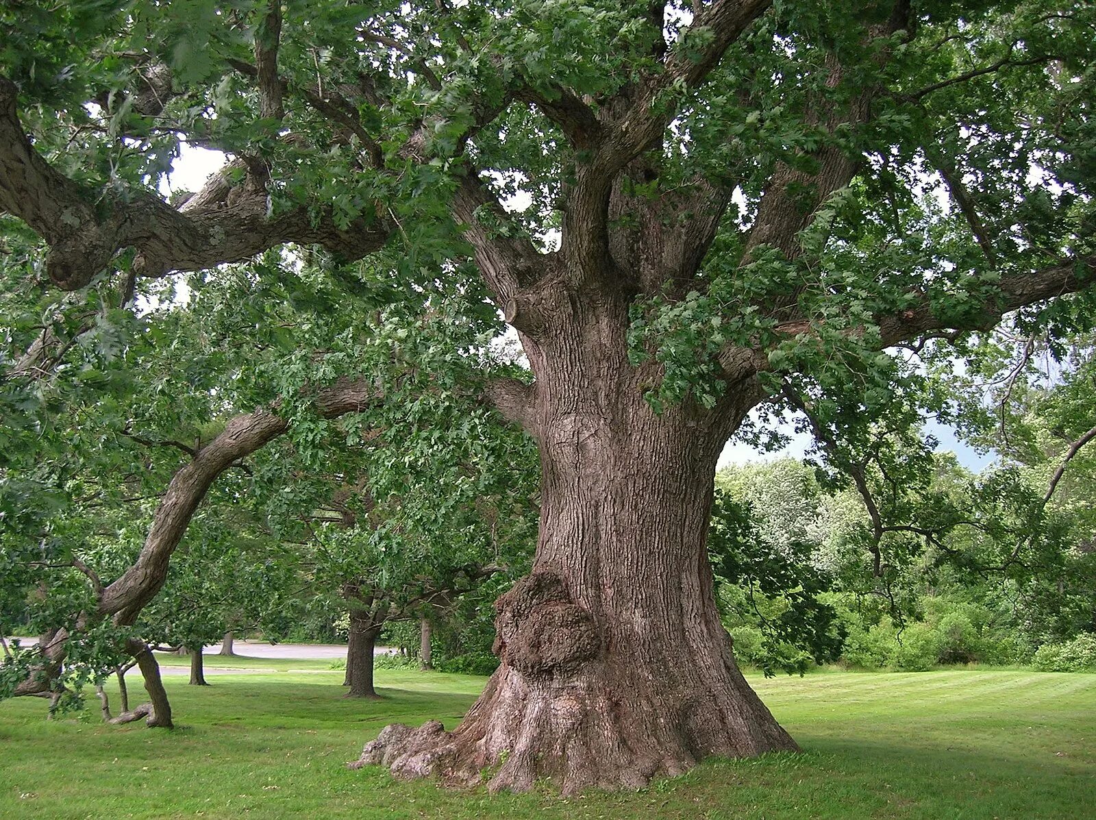 Tree v