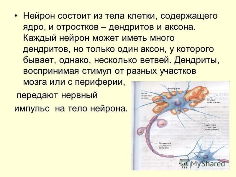 строение эукариотической клетки. организмы клетки которых не содержат ядро. доядерные организмы. организмы клетки которых не содержат ядро. к ядерным организмам относятся.