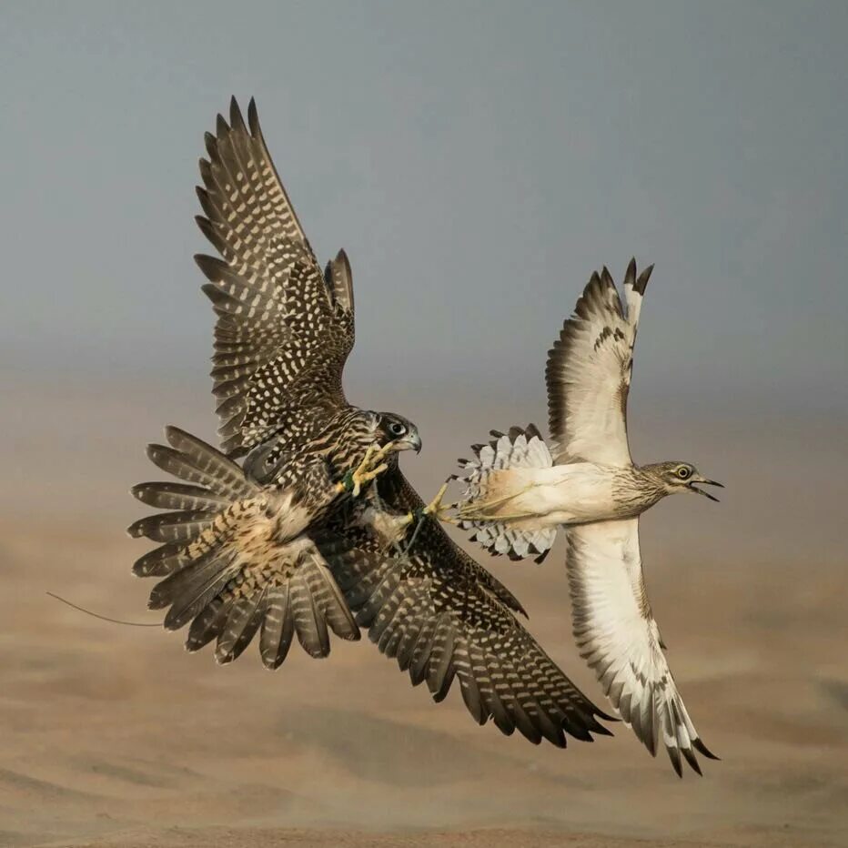 Ястреб тетеревятник охота. Краснохвостый ястреб. Пустельга соколиная. Лунь канюк тетеревятник. Соколы доска объявлений.