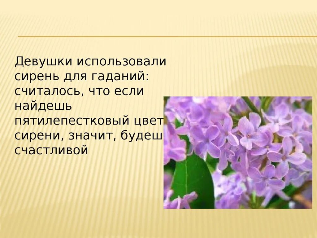 Сирень для презентации. Презентация сирень для дошкольников. Сирень информация. Сирень презентация 2 класс. Рассказ про сирень