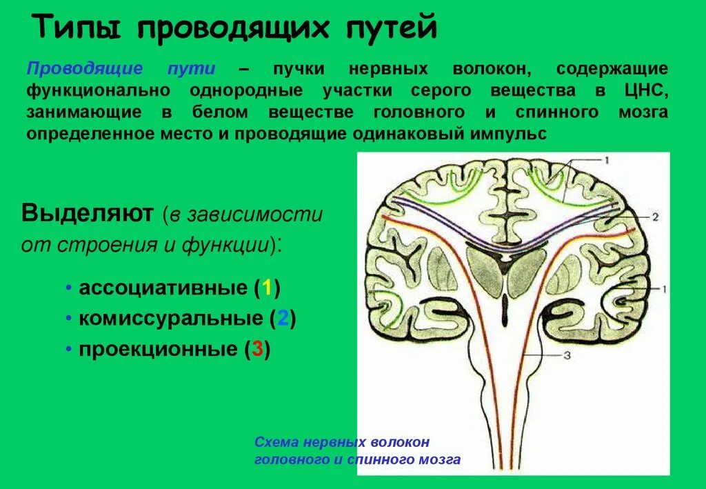 Строение проводящих путей спинного мозга. Классификация проводящих путей головного мозга схема. Проводящие пути белого вещества головного мозга и спинного. Проводящие пути головного мозга анатомия. Проведенные на головном мозге