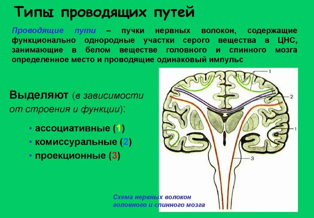 Группы проводящих путей