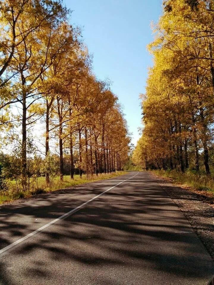 Осень сайт великого новгорода. Великий Новгород природа. Великий Новгород осень. Новгородская природа. Золотая осень в Великом Новгороде.