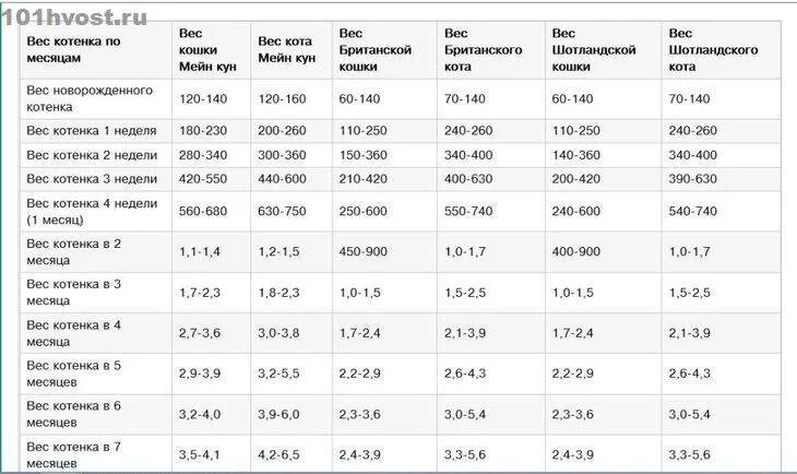 Масса 6 недель. Нормальный вес котенка по месяцам таблица. Вес обычного котенка по месяцам таблица. Вес котенка по месяцам таблица. Вес котенка в 1 месяц таблица.