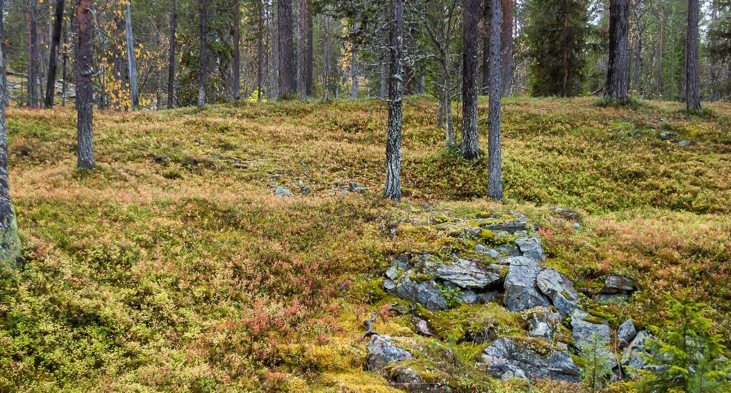 Лесная подстилка соснового леса. Сфагнум ель. Песчаный бор. Хвойный опад сосны. Сосновые леса в мордовии.