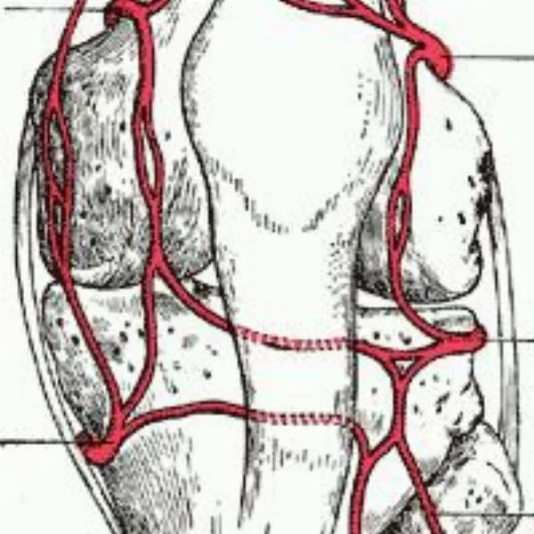 Сосуды коленного сустава анатомия. Кровоснабжение коленного сустава анатомия. Кровоснабжение коленного сустава схема. Коленная суставная сеть артерии.