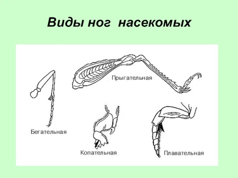 Типы конечностей насекомых. Типы строения конечностей насекомых таблица. Строение конечностей членистоногих. Строение ходильной конечности насекомого. Конечности пчелы и кузнечика ласты дельфина