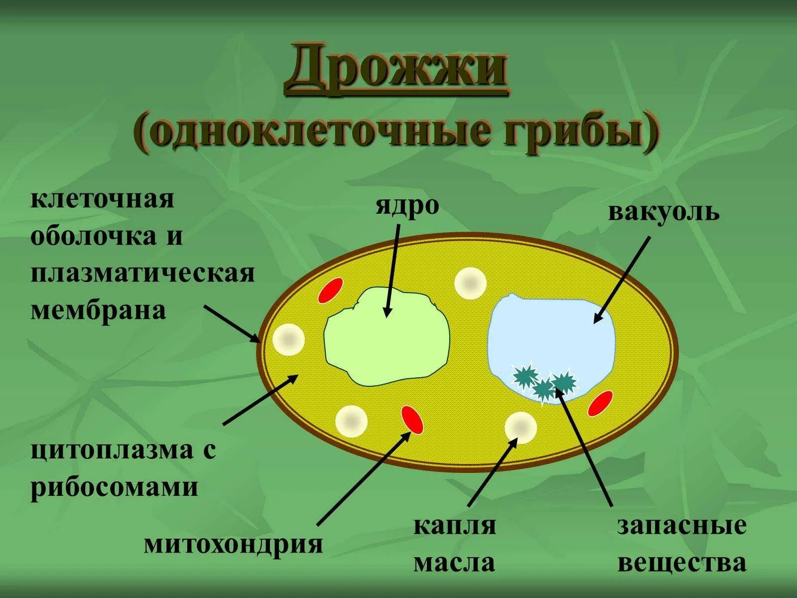 Строение грибной клетки дрожжи. Строение клеток грибов дрожжей. Одноклеточные грибы дрожжи строение. Строение одноклеточных грибов дрожжи. Клетки гриба не имеют ядра