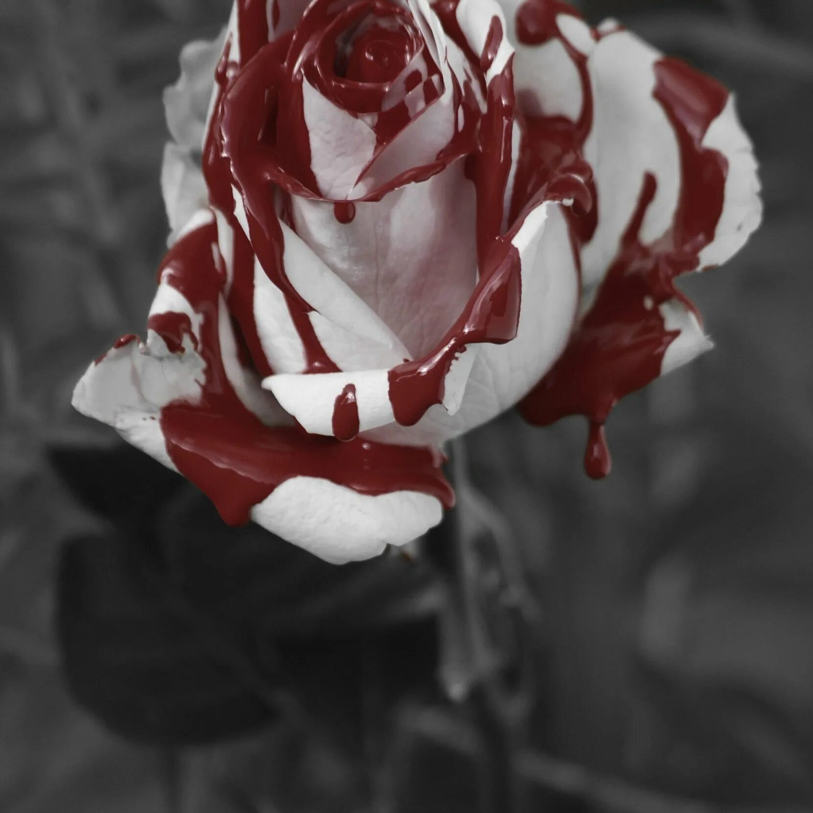Кровавые цветы 224. Красные розы Эстетика.