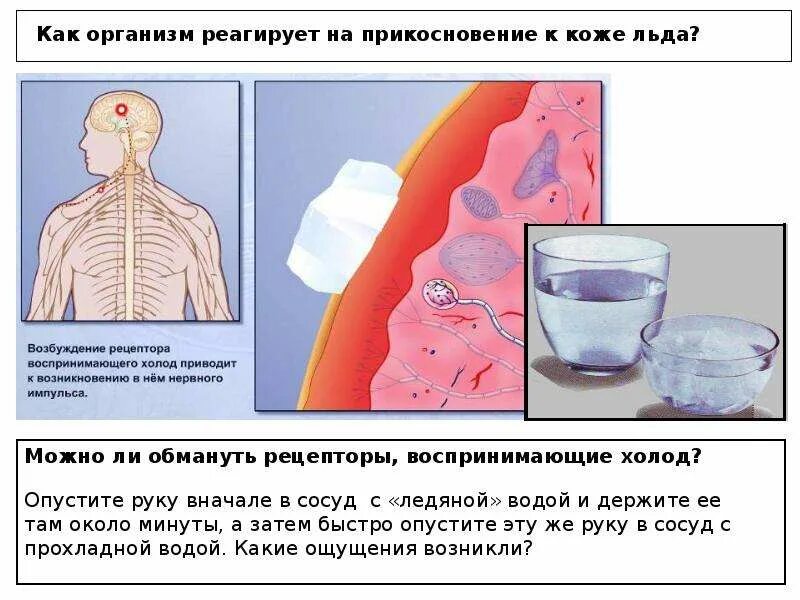 Способность организма внедряться в ул. Не реагировать на раздражители. Организм не реагирует. Зачем нужно знать как работает организм. Как работает наш организм 3 класс.