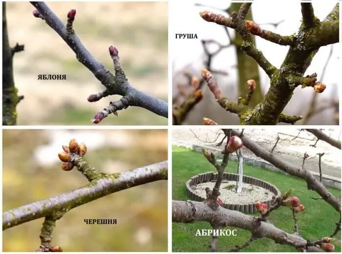 Плодовые почки. Плодовые почки у сливы. Плодовые почки. Плодовые почки. Плодовые почки.