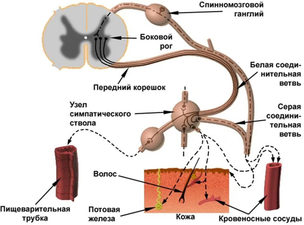 Двигательный вегетативный нейрон. Схема рефлекторной дуги вегетативной нервной системы. Рефлекторные дуги автономной (вегетативной) нервной системы.. Вегетативная симпатическая рефлекторная дуга схема. Строение соматического рефлекса.