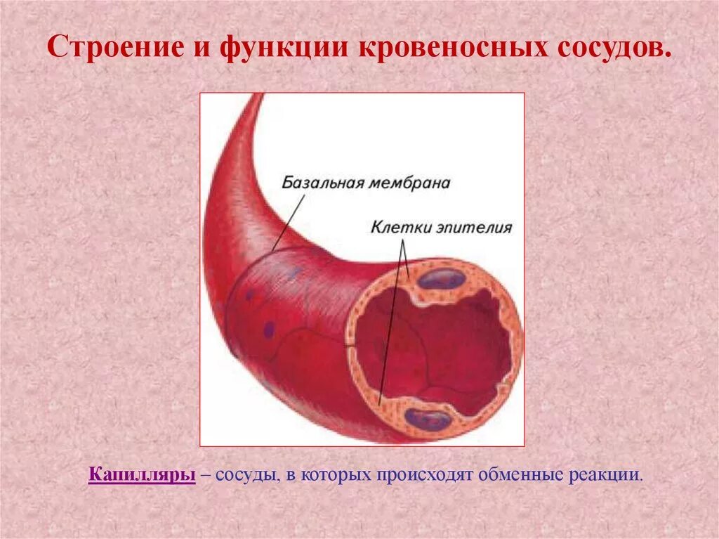 Строение стенки кровеносных капилляров. Строение стенки сосуда капилляры. Стенка и функции кровеносный капилляр. Строение стенки капилляра. Виды кровеносных сосудов строение