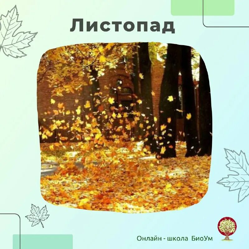 Что служит сигналом к наступлению листопада. Фотопериодизм. Что служит сигналом к наступлению листопада. Что служит сигналом к наступлению листопада. Сигналом вызывающим наступление листопада у растений.