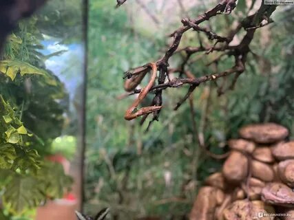 Тульский экзотариум октябрьская 26