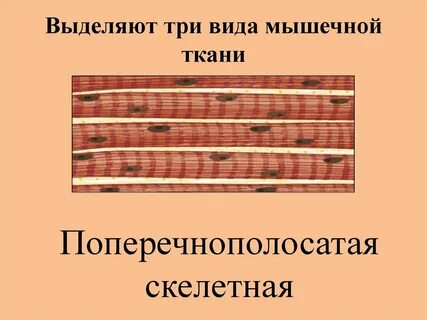 Поперечнополосатая мышечная ткань образует стенки