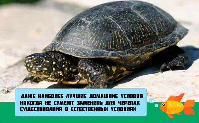 Как зимуют черепахи. Болотная черепаха спячка. Болотная черепаха с желтыми пятнами. Черепаха черная с желтыми пятнами. Черепахи впадают в спячку.