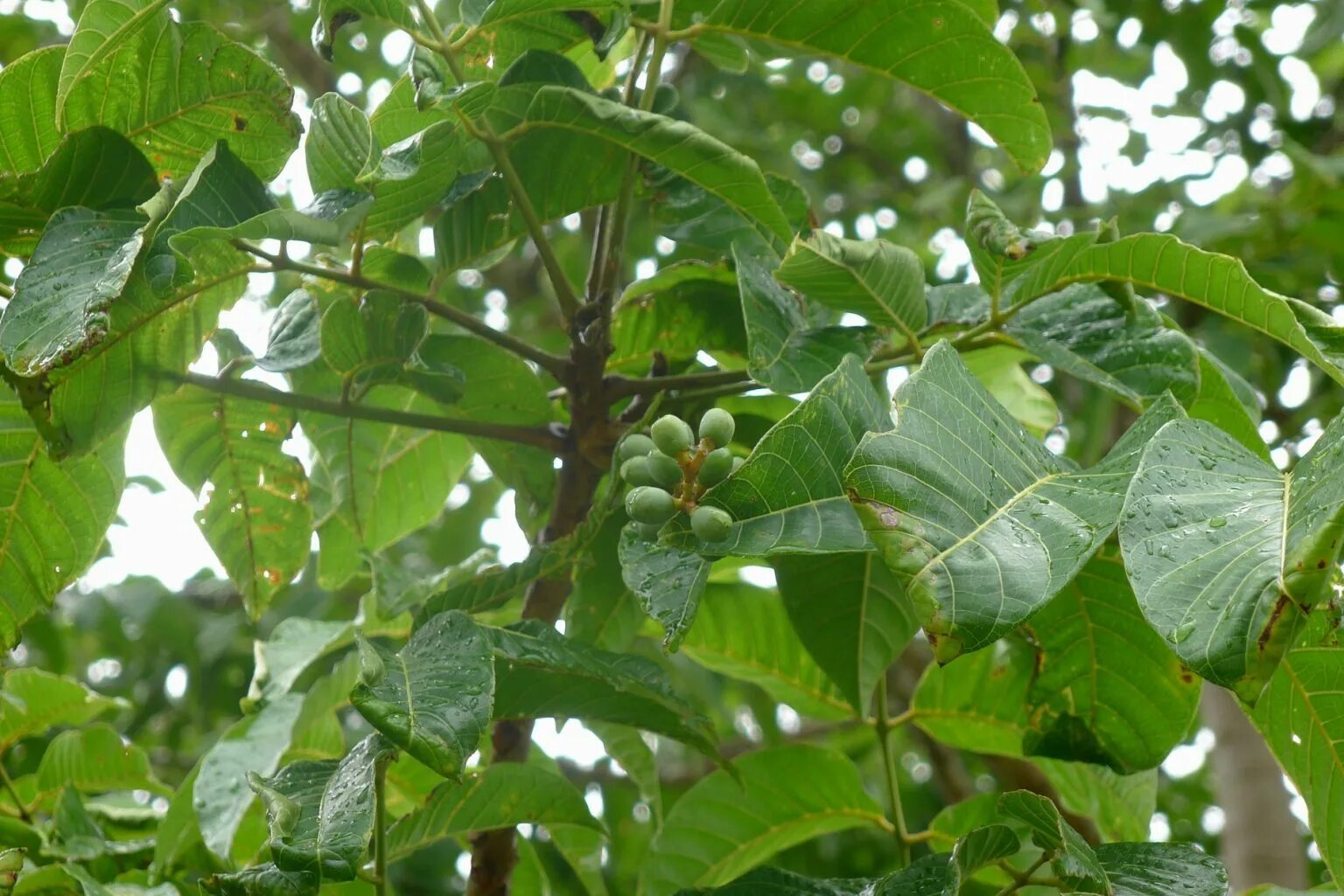 Сапотовое дерево плоды. Литокариум пальма кокос. Кешью дерево плоды. Смола тропических деревьев семейства. Смола абрикосового дерева.