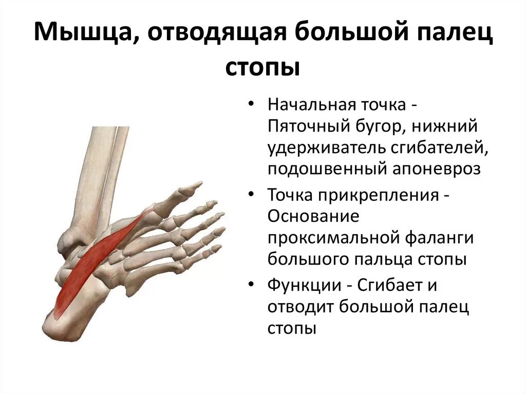 Мышца отводящая большой палец ноги. Мышца отводящая большой палец стопы болит. Функция мышцы, отводящей большой палец стопы:. Мышца отводящая 1 палец стопы. Отводящий большой палец стопы