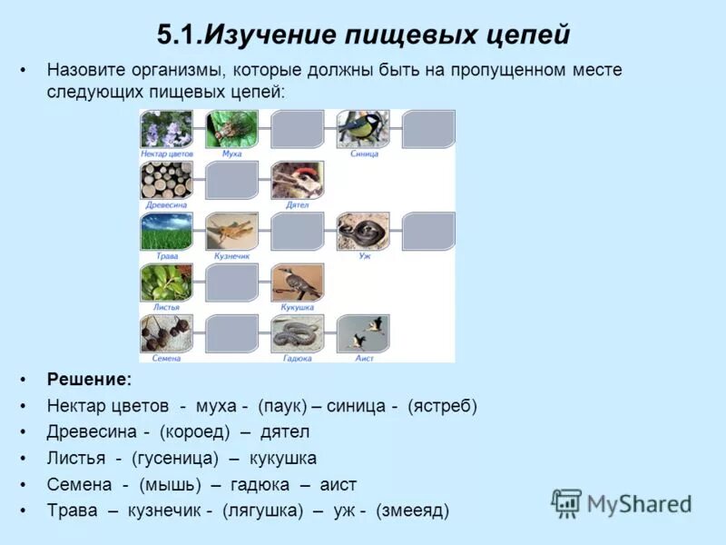 Тест по теме экосистема. Нектар цветов Муха синица цепь. Пищевая цепь нектар цветов Муха синица. Нектар цветов Муха синица цепь питания. Пищевая цепочка нектар цветов Муха синица цепь.