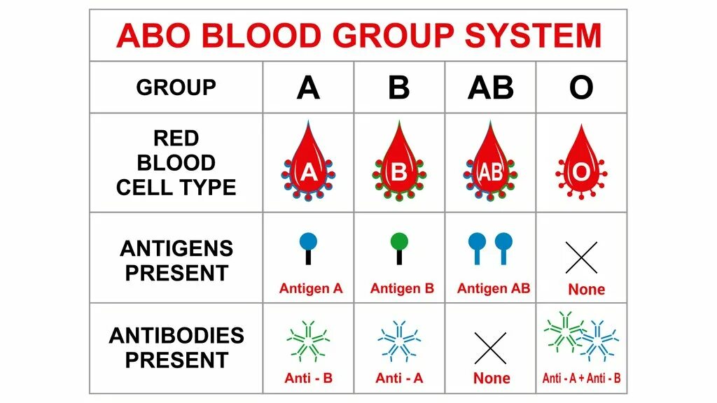 Blood type b. Blood group b. Blood group b. Blood group b. Blood group b.