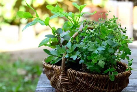Plant herbs