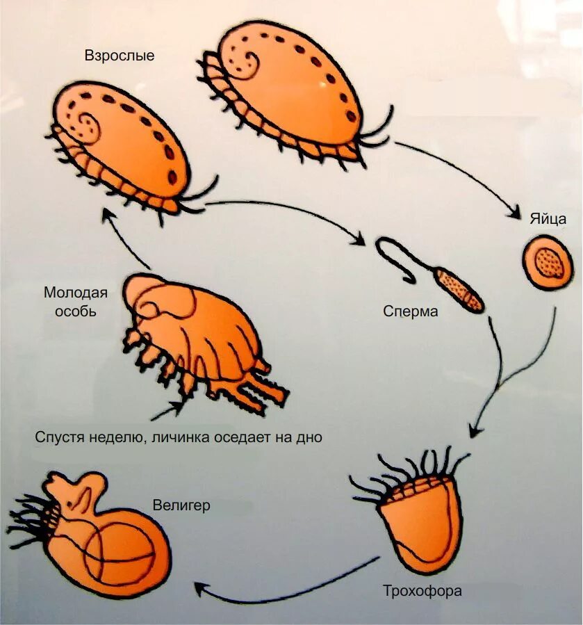 Особенности размножения ракообразных. Размножение и развитие ракообразных. Схема внутреннего строения членистоногих. Размножение членистоногих ракообразные. Строение внутреннее ракообразных егэ биология.