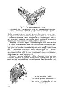 Соединение костей пояса верхней конечности