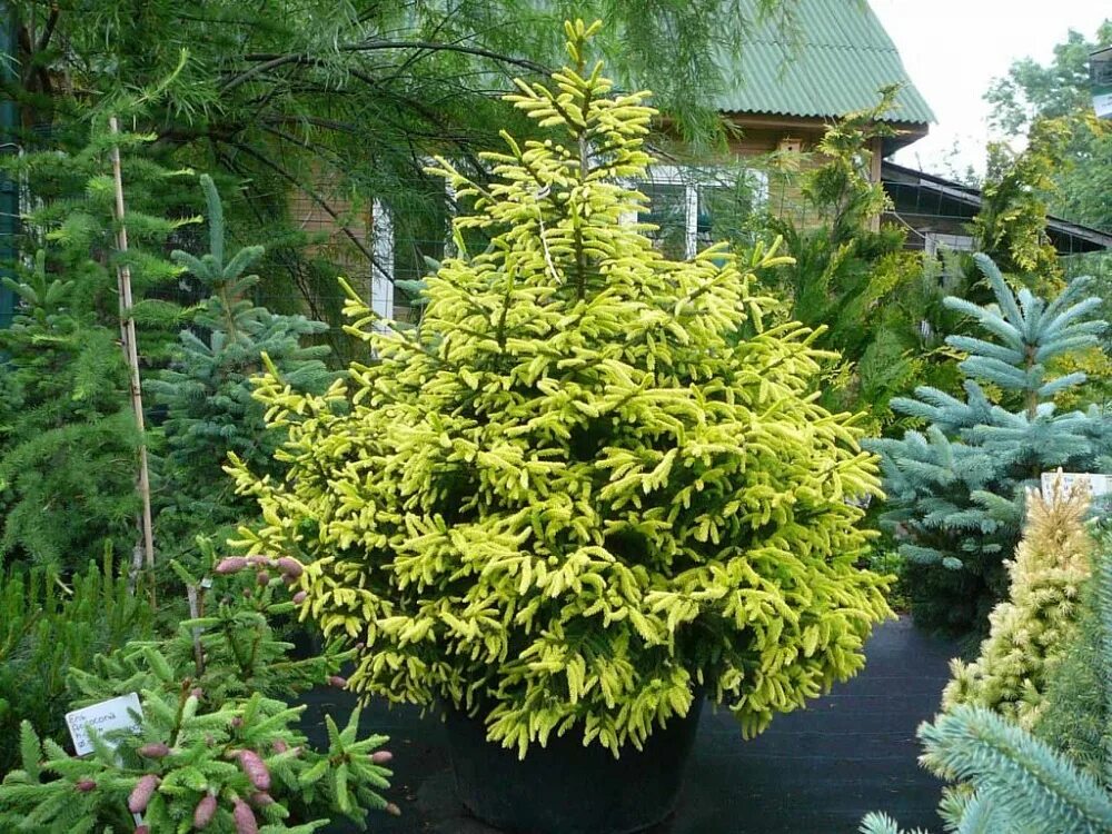 Picea aurea