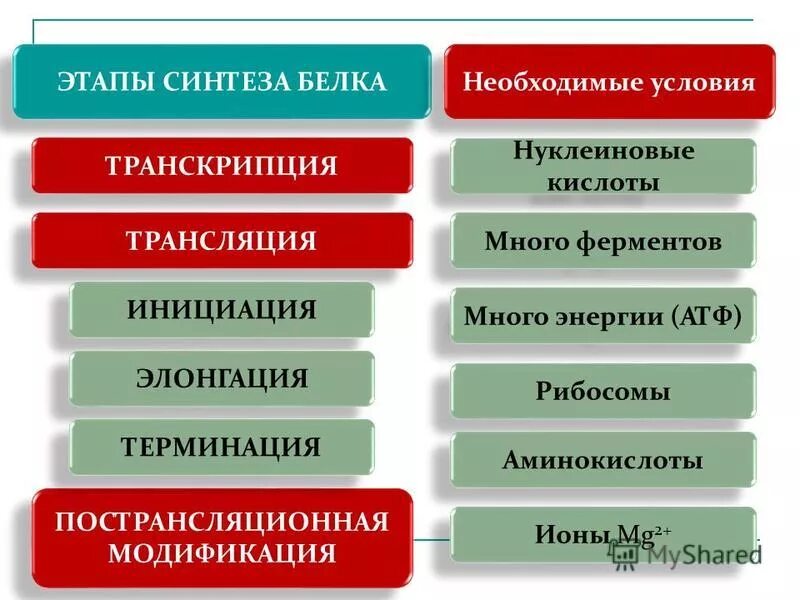 4 этапы синтеза белка