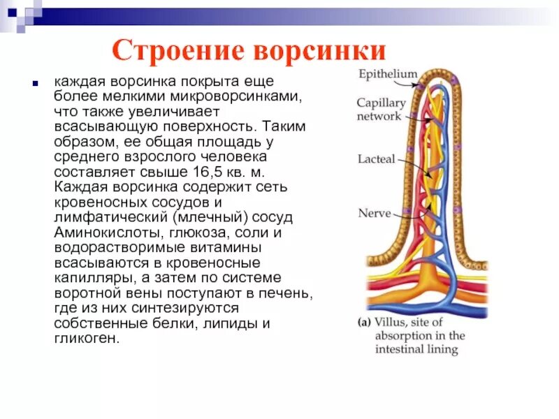 Какую функцию выполняет ворсинка. Строение кишечной ворсинки тонкой кишки. ворсинки кишечника строение и функции. ворсинка тонкого кишечника строение и функции. строение ворсинки тонкого кишечника.