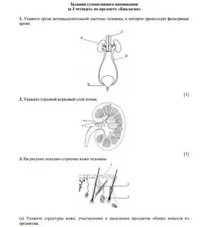 Сор по биологии 11 класс 4 четверть