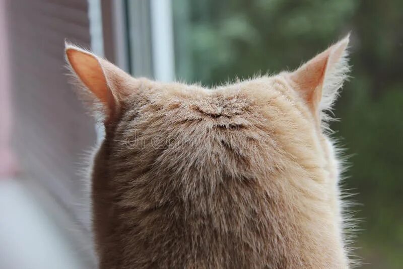 Кошачий затылок. Голова кота. Коты с прическами. Затылок кошки. Затылок кошки.